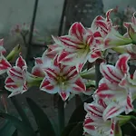 Il Giardino Dei Gigli * Meta