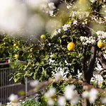 Il Giardino Dei Gigli