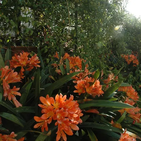 Il Giardino Dei Gigli *