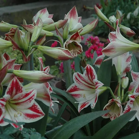 Il Giardino Dei Gigli Apartment *