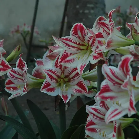 Il Giardino Dei Gigli * Meta