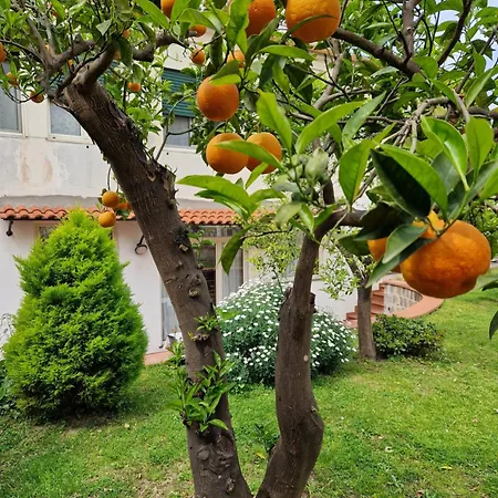 Il Giardino Dei Gigli