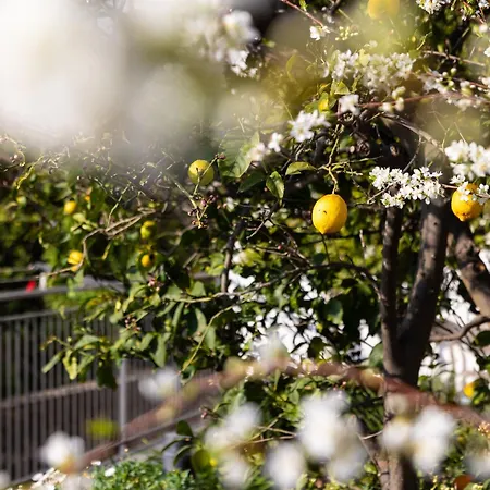 Il Giardino Dei Gigli